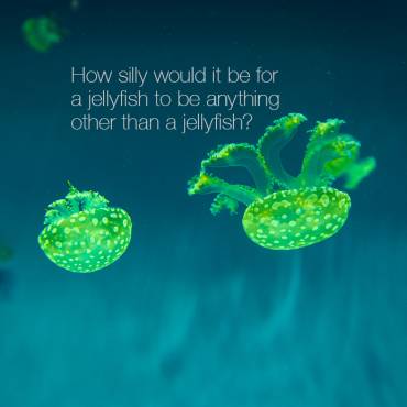 Jellyfish Quote Nonduality